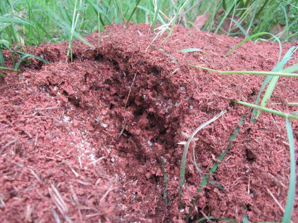 公園、社區(qū)、校園等公共場(chǎng)所進(jìn)行有效紅火蟻防制